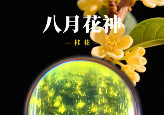 【十二花神】八月：桂花