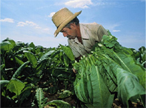 开发高效的安全肥料、饲料、农药、农用材料